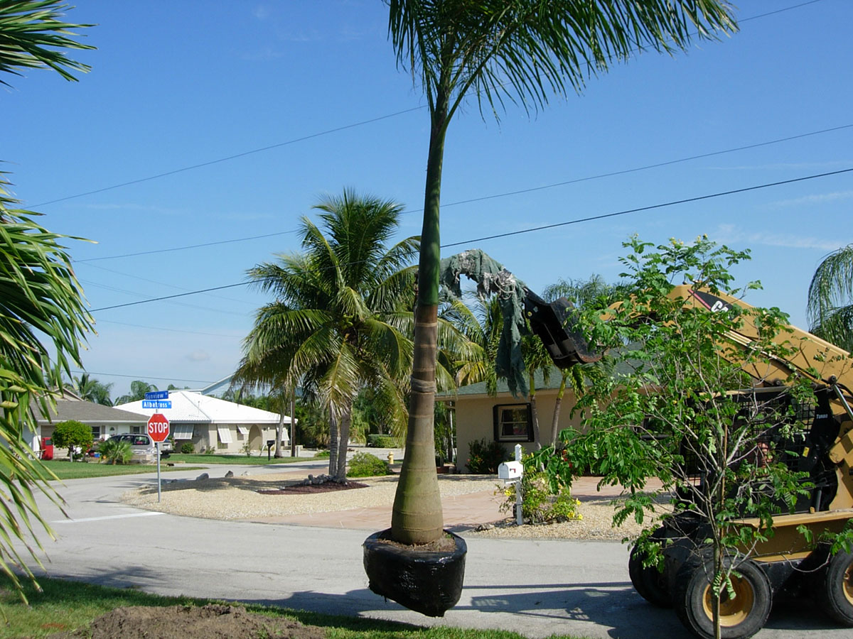 palm tree relocation